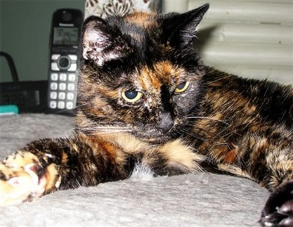 Tiffany Two le plus vieux chat du monde
