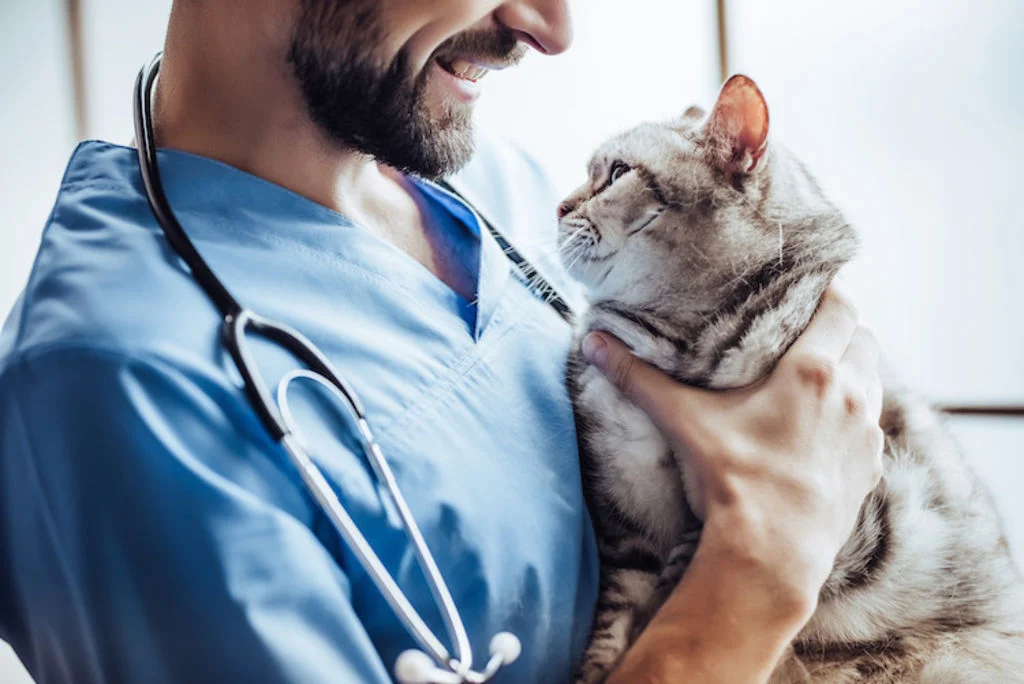 bilan_veterinaire_pour_chat