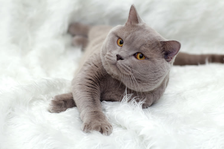 Rencontre : connaissez-vous le British Shorthair ?
