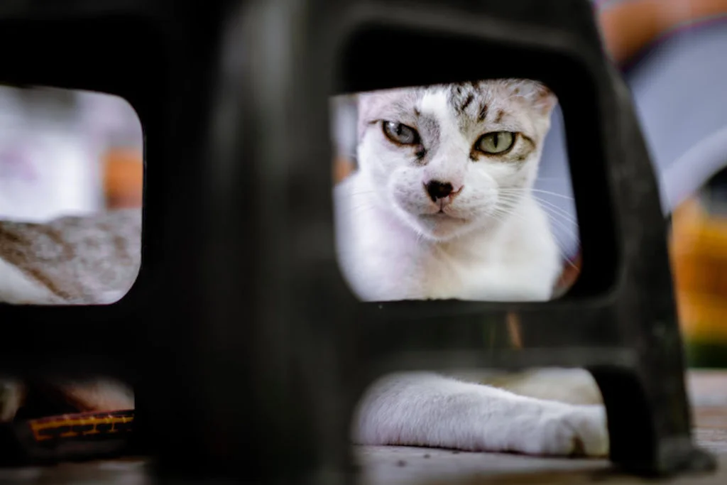 cage de transport chat