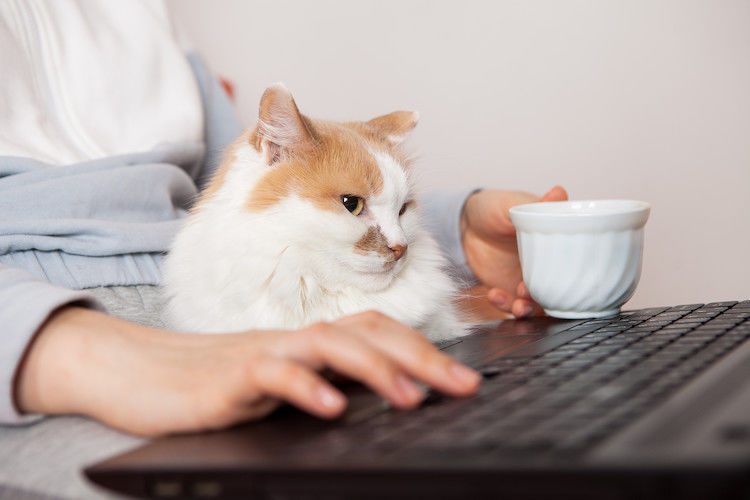 Âge du chat en âge humain : comment faire le calcul ?