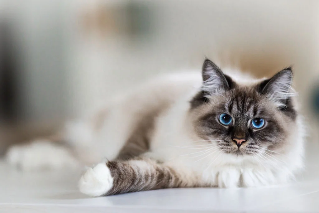 chat__plus_bel_animal_du_monde