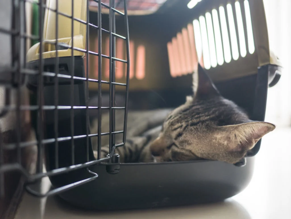 chat et cage de transport