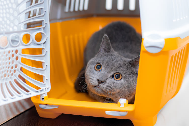 Mon chat déteste sa caisse de transport. Que faire ?