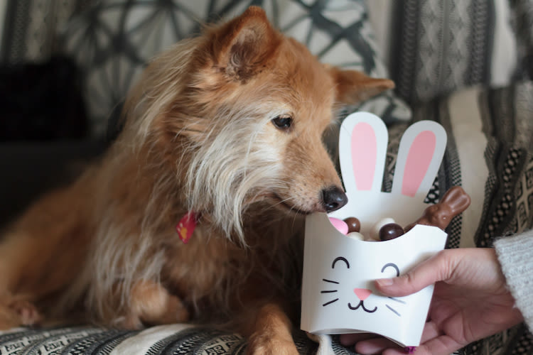 Chocolat, muguet : des dangers pour mon chien, chat ou NAC