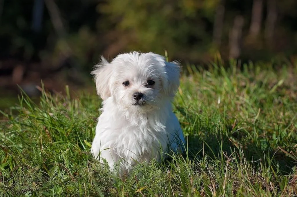 chien_escargot_limace_pixabay.com