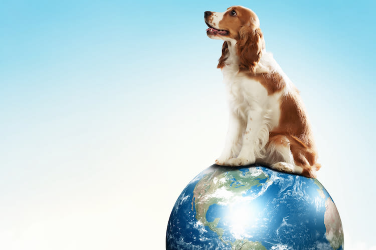 Les chiens et chats sont-ils plus pollueurs que les SUV ?