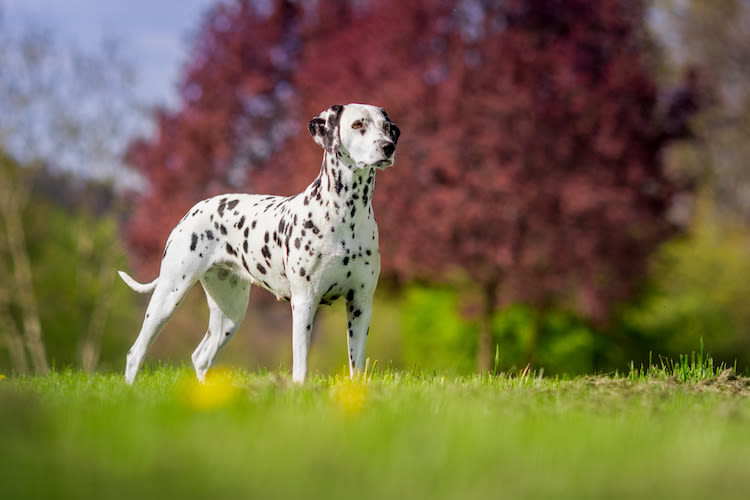 Quel est le plus beau chien du monde ? Le dalmatien