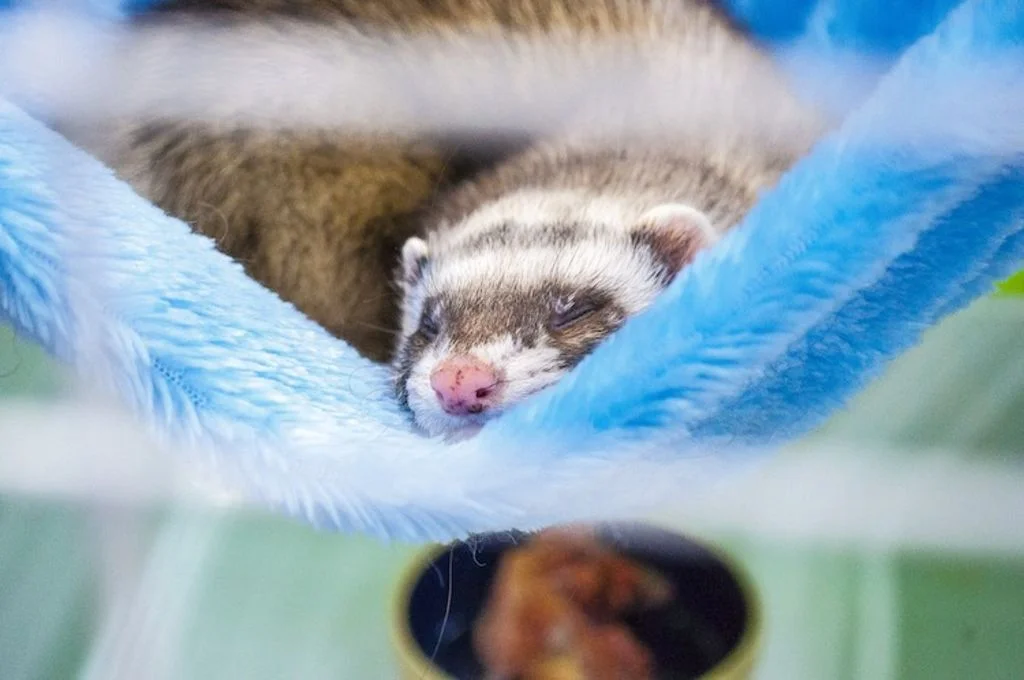 furet_dans_hamac_pixabay.com