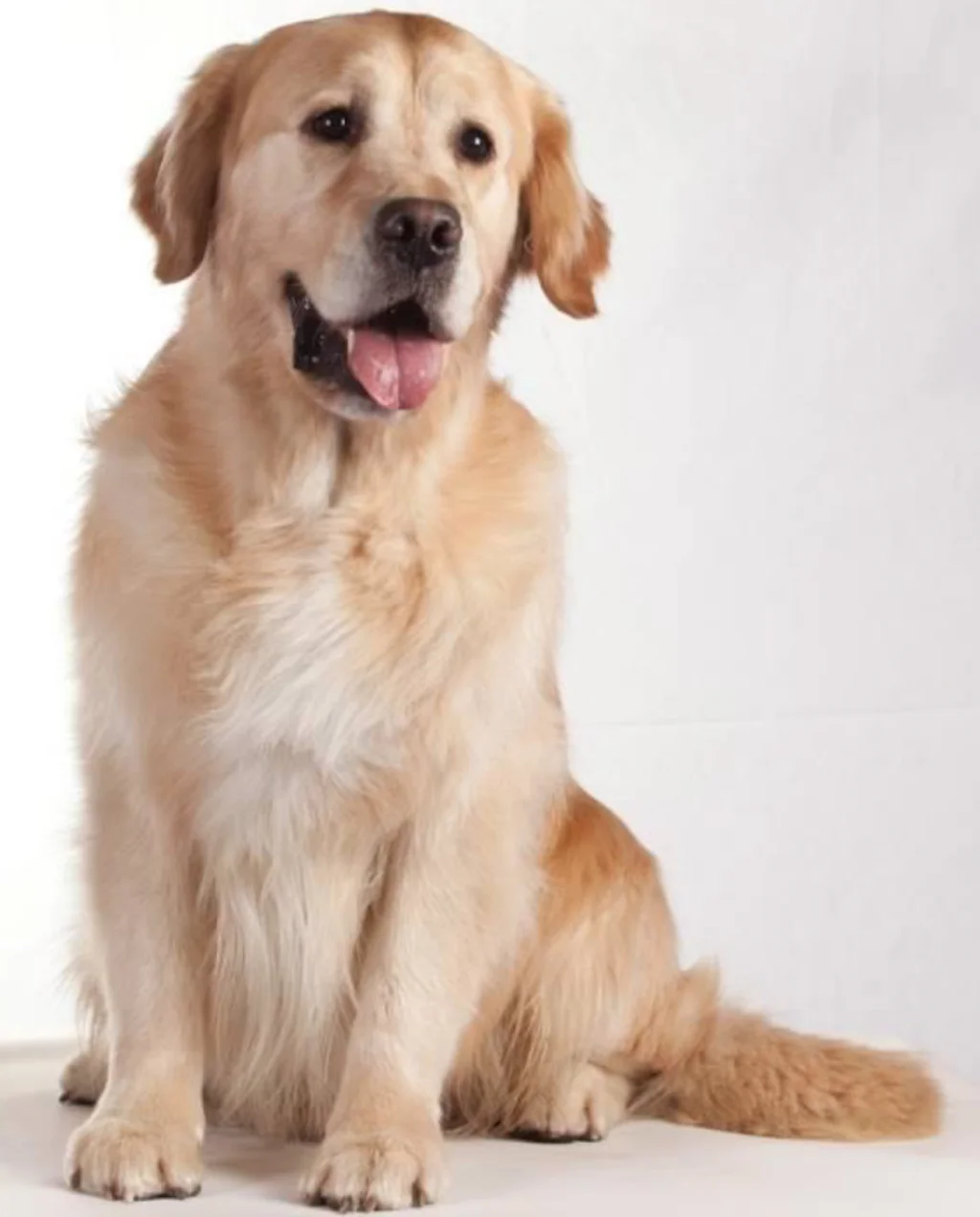 golden_retriever