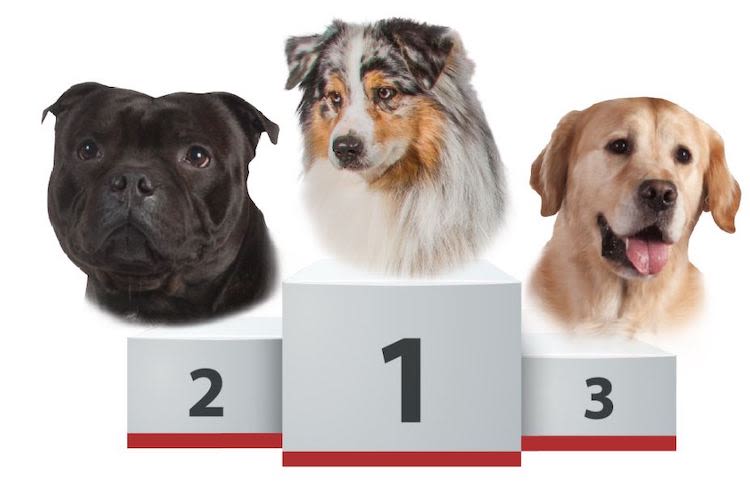 Chiens les plus populaires : à chaque région son podium !
