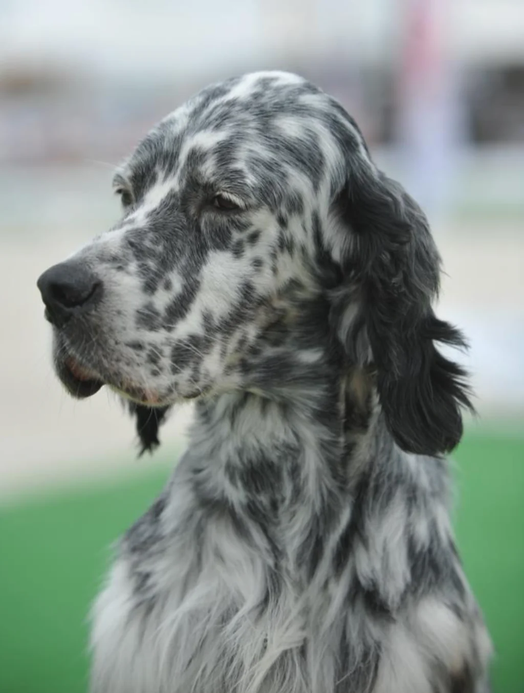 setter_anglais