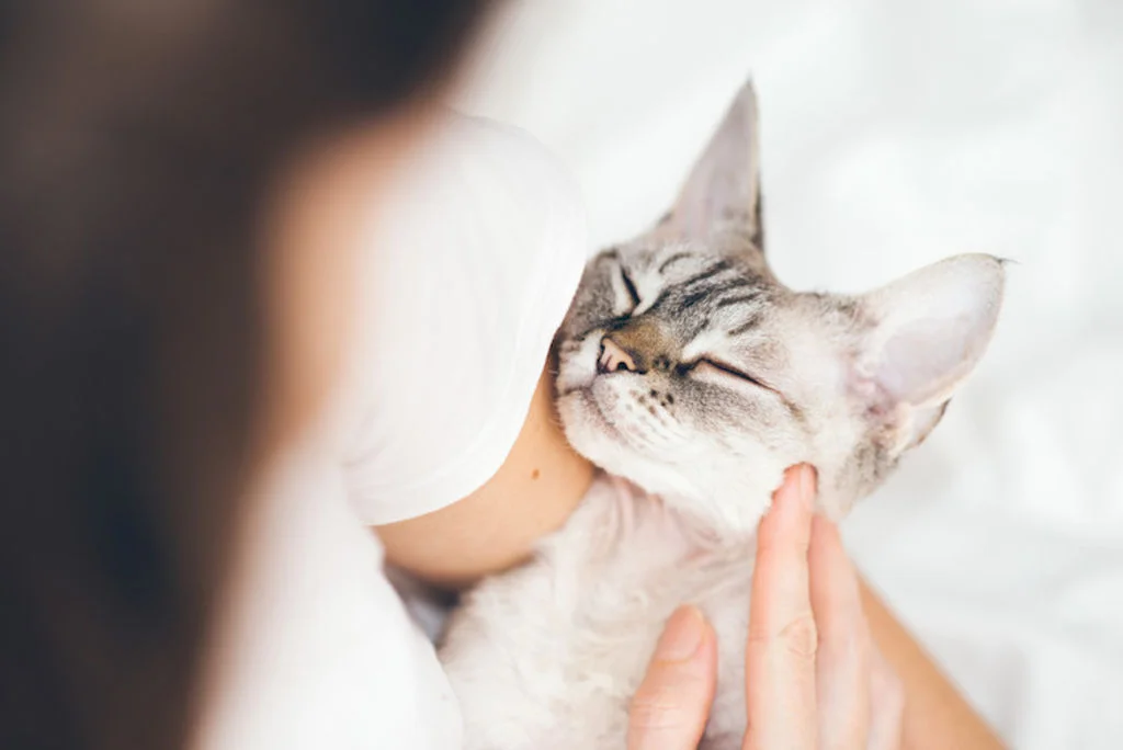 soins_et_esperance_de_vie_du_chat