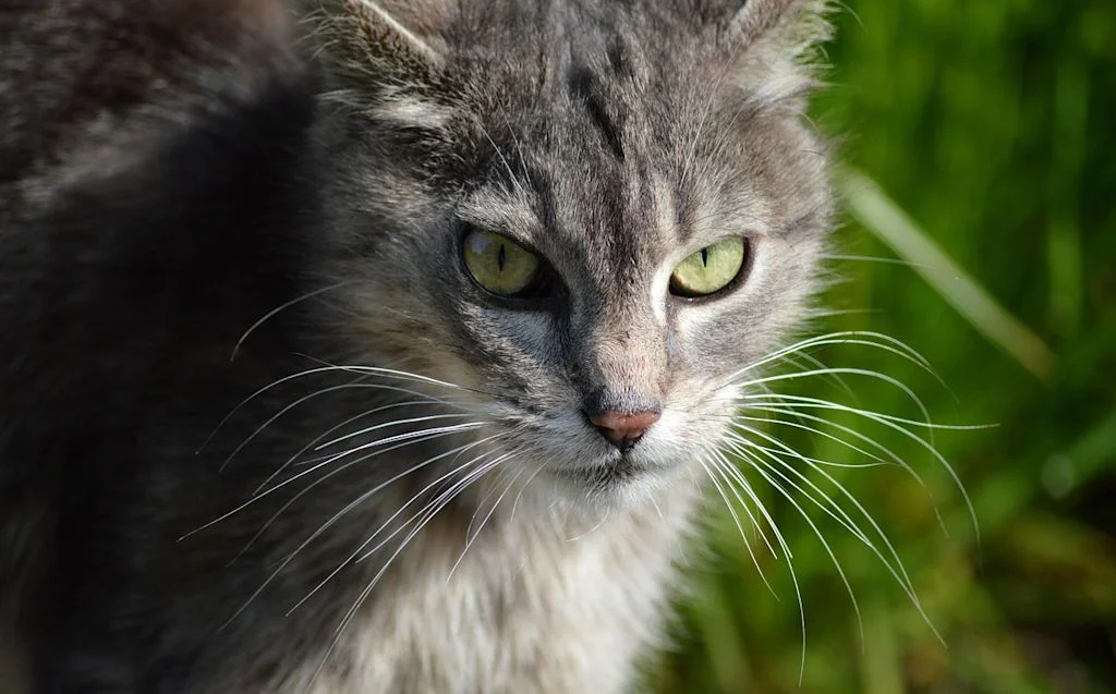 vieux chat maigre gris
