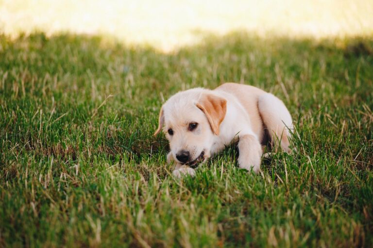 Chiot de 2 mois : son alimentation et sa dentition