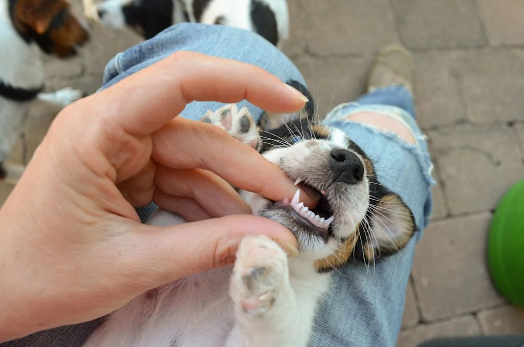 Dentition chiot 2 mois