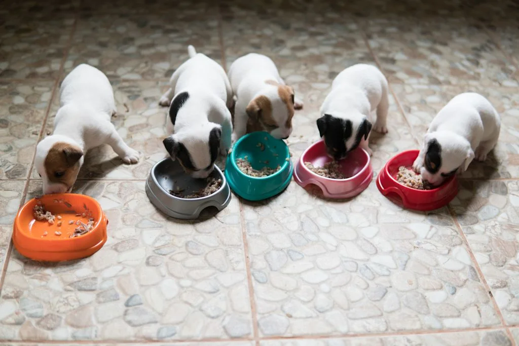 Repas chiot 2 mois