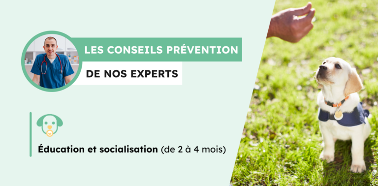 Chiot de 2 mois : la socialisation est essentielle
