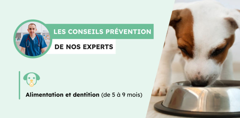 Chiot de 5 mois : conseils alimentation & dentition
