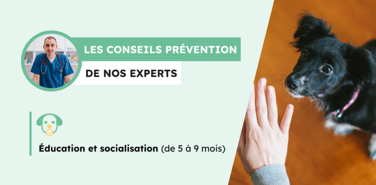 Chiot de 5 mois : gare aux troubles du comportement !