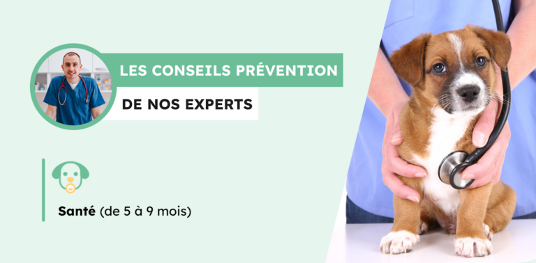 Chiot de 5 mois : la prévention de sa santé n&rsquo;est pas acquise
