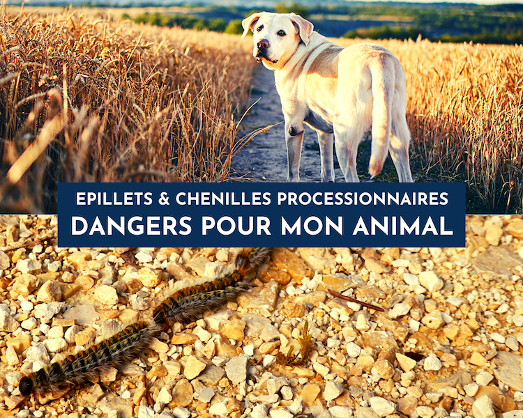 Épillets, chenilles processionnaires : protégez-le !