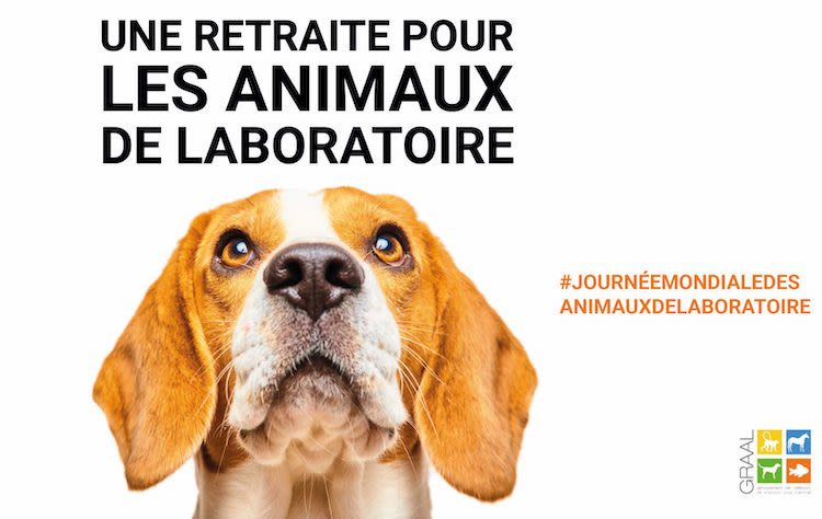 Le Graal propose 350 animaux de laboratoire à l’adoption
