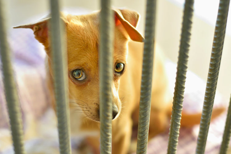 Abandons : baisse en France, hausse prévue en Angleterre
