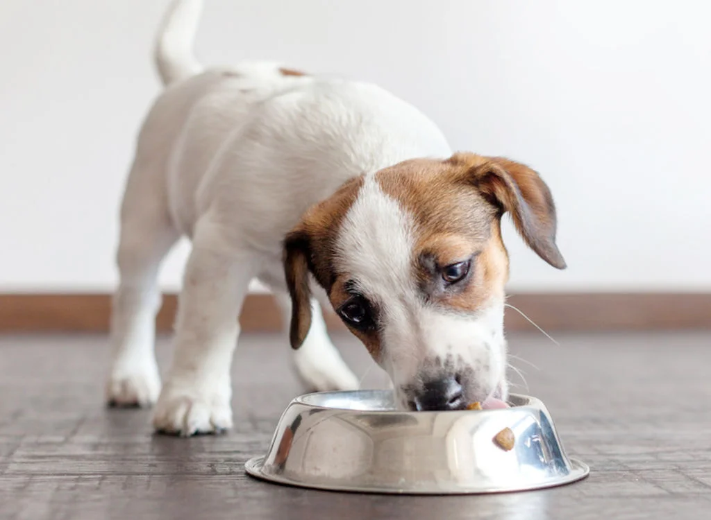 alimentation_chiot_en_croissance