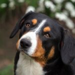 Race de chien : Bouvier de l&rsquo;Entlebuch