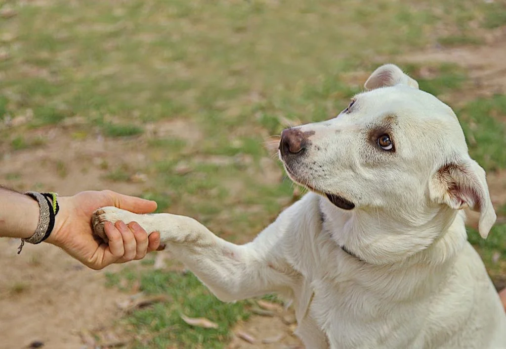 chien donne la patte
