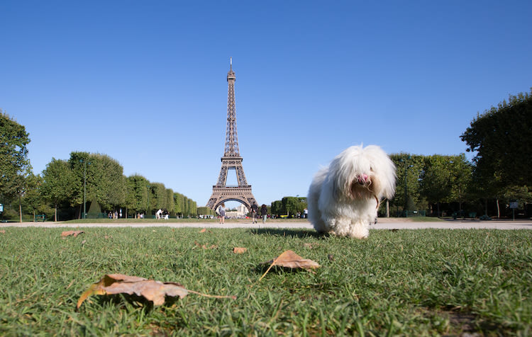 Bien-être des animaux en ville : rencontres virtuelles