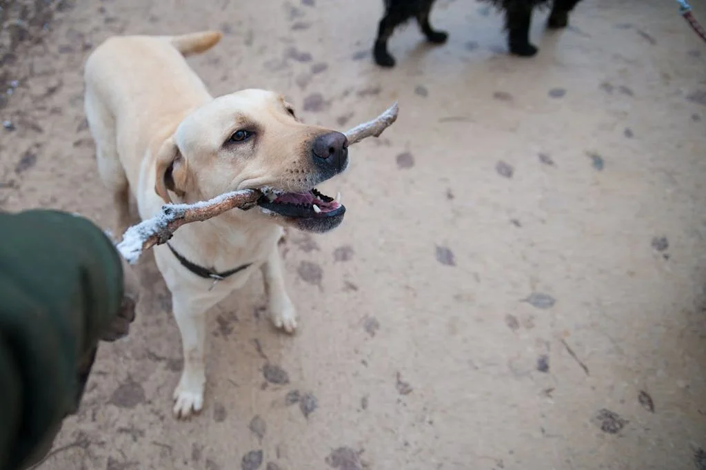 chien rapporte objet