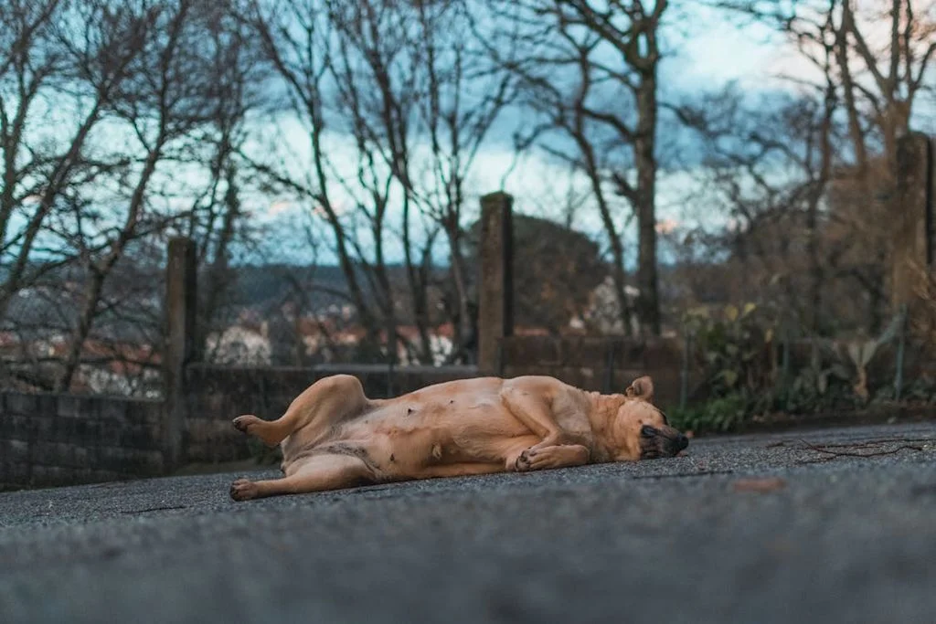 chien qui se roule