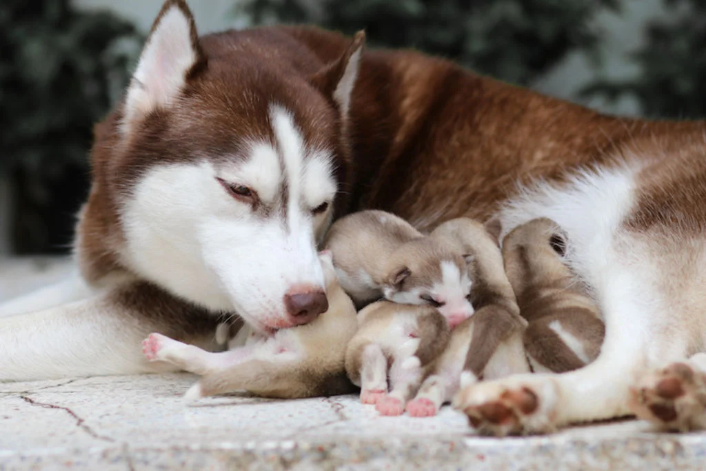 chienne_et_chiot_sterilisation