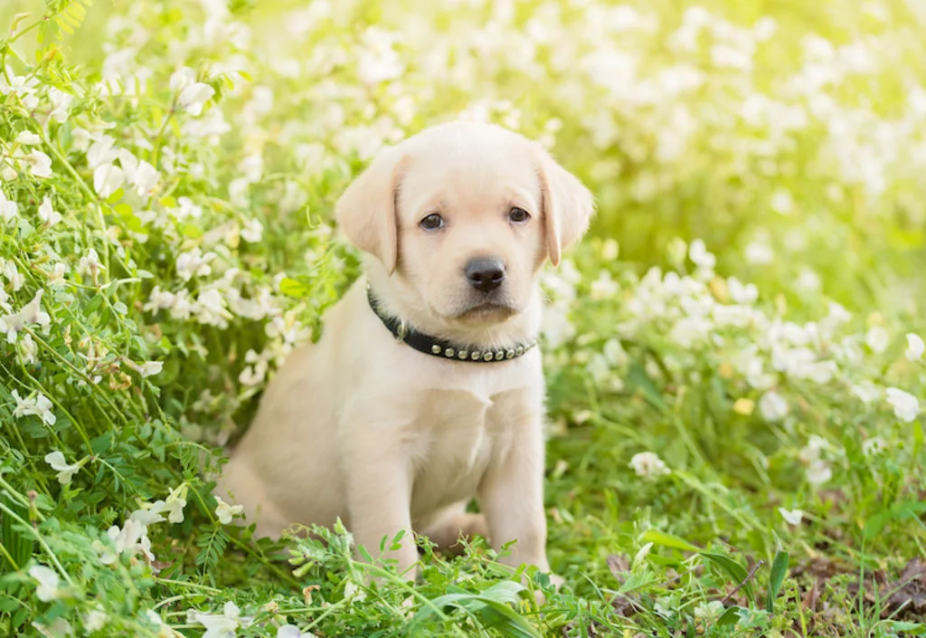 chiot_dans_la_nature