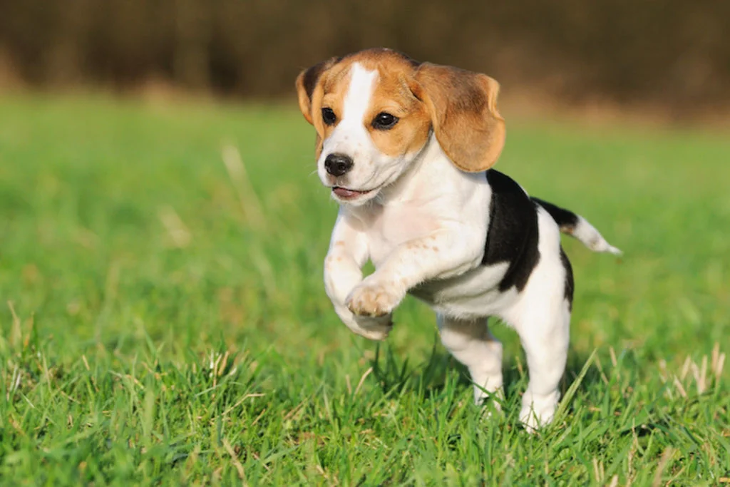 chiot_decouverte_monde_exterieur