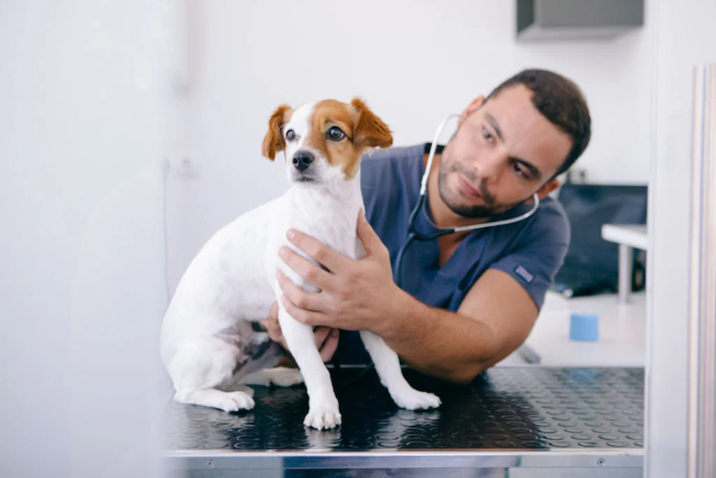 chiot_en_consultation_v&eacute;t&eacute;rinaire_comportement