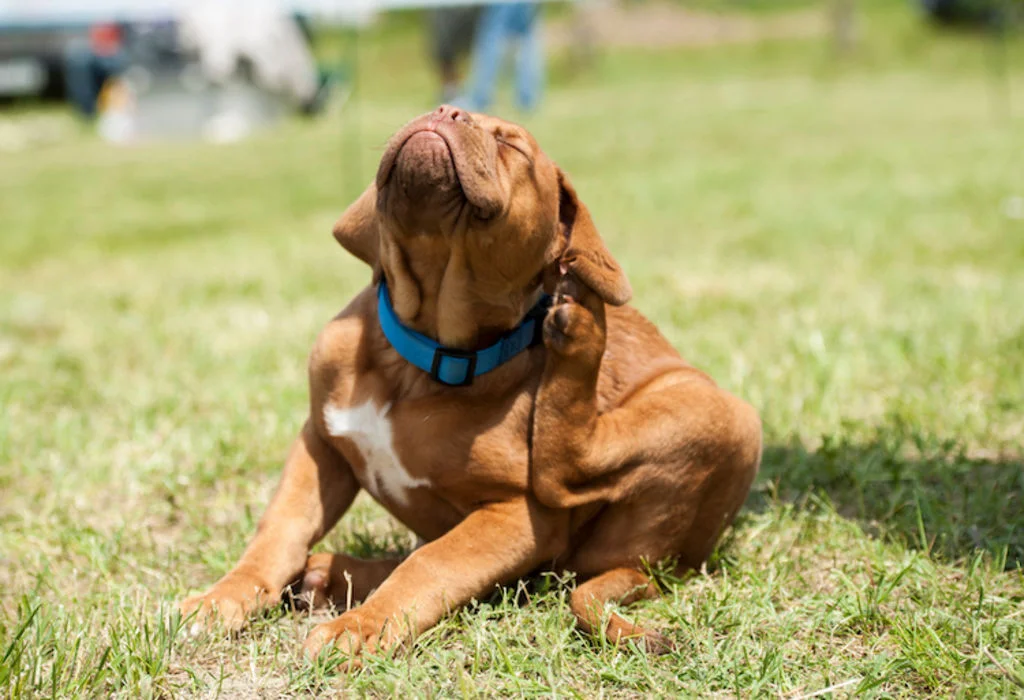 chiot_puces_parasites_grattage