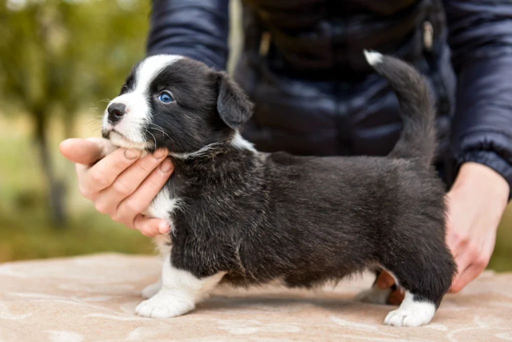chiot_socialisation_2