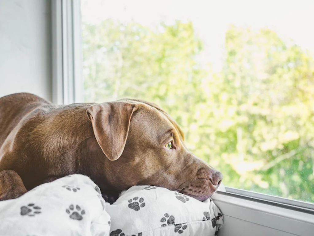chiot_solitude