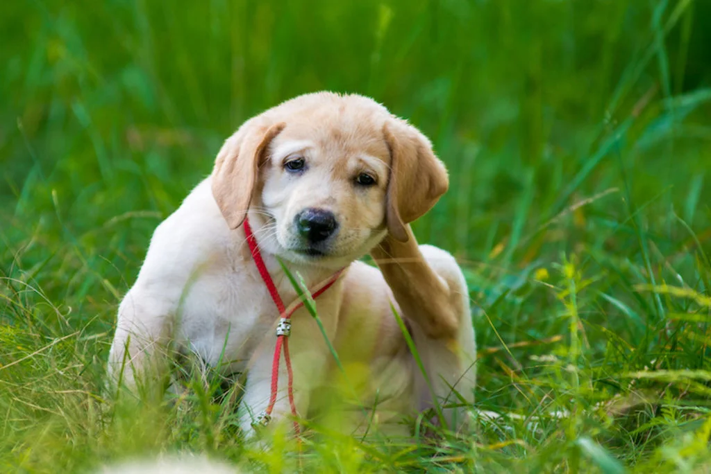 chiot_tiques_parasites