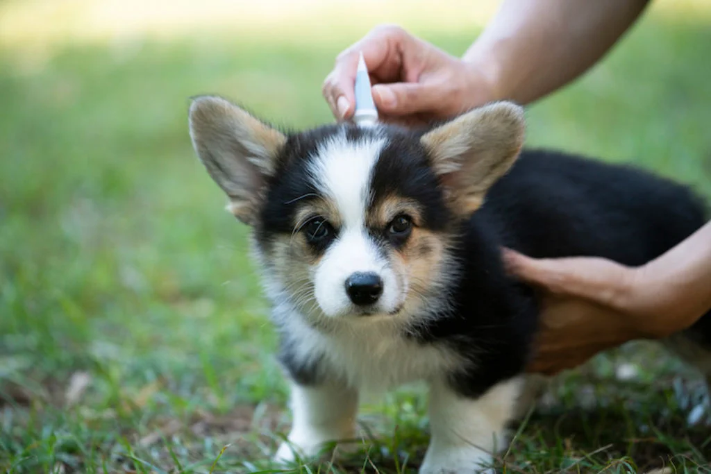chiot_traitement_antiparasitaires_externes