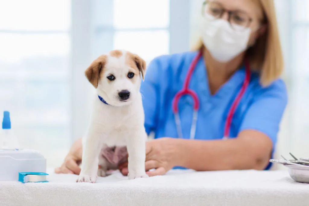 chiot_vaccin_1