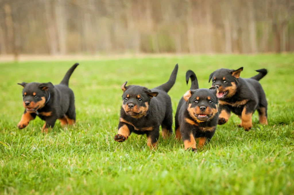chiots_rottweiler_ensemble