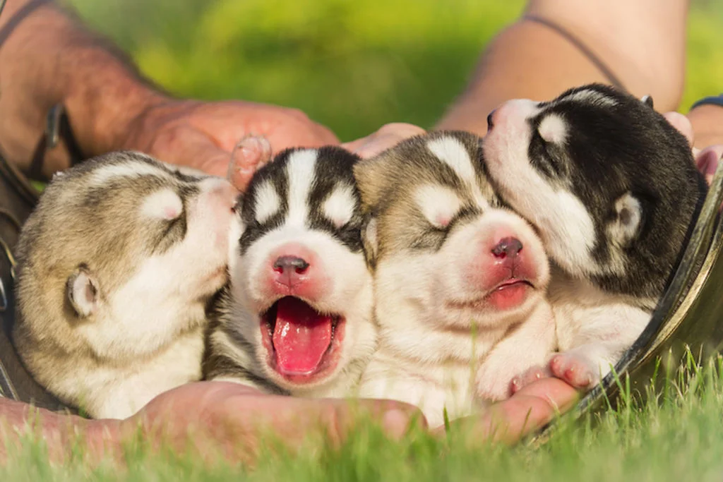 chiots_socialisation