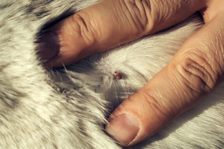 Comment enlever correctement une tique sur un chien ?