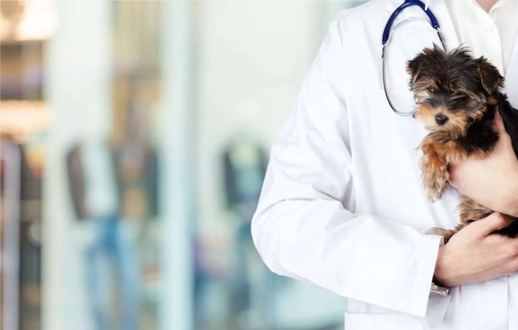 consultation_pubertaire_chiot_veterinaire