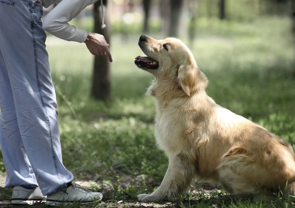 education_du_chiot