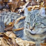 Race de Chat : Highland Lynx (Highlander)